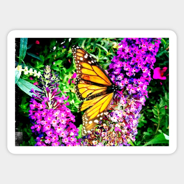 Monarch Butterfly on Purple Flowers Sticker by 1Redbublppasswo